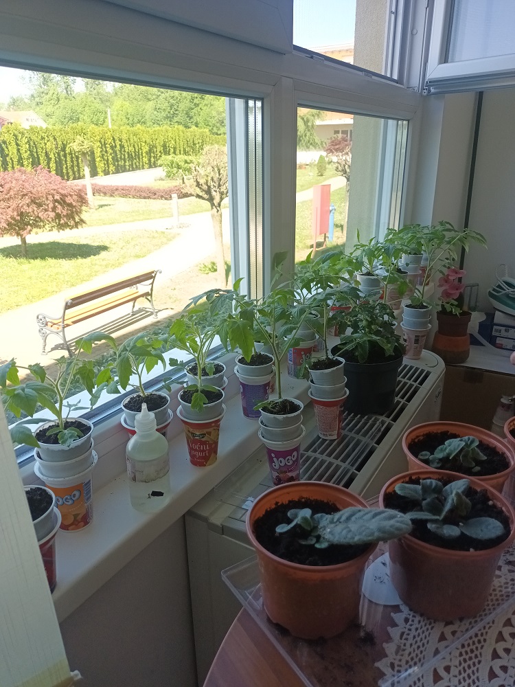 Senecura dom za starije