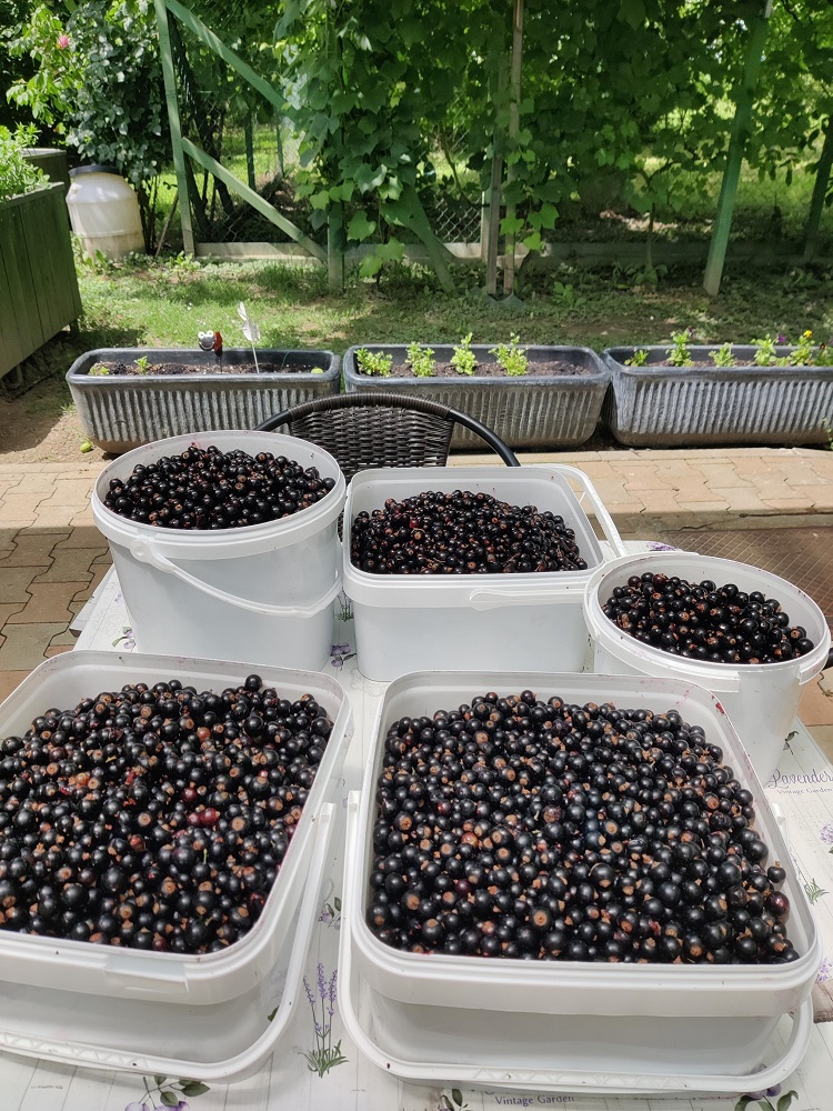 Senecura dom za starije