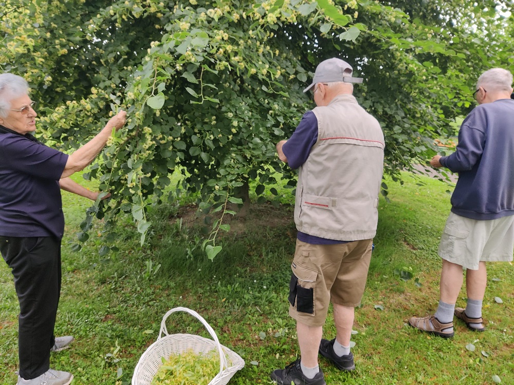 Senecura dom za starije