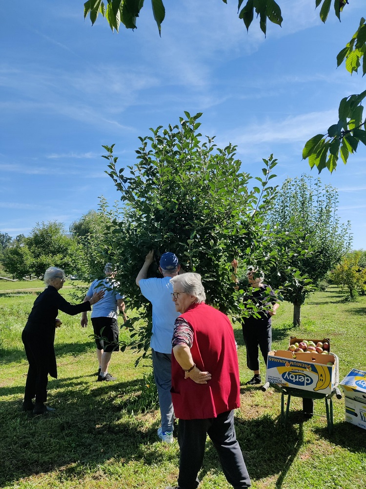 Senecura dom za starije