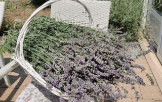 Senecura dom za starije