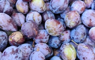 Senecura dom za starije