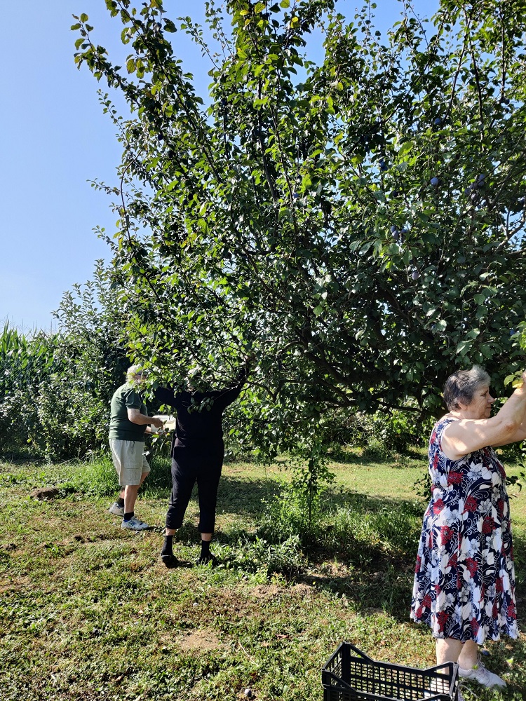 Senecura dom za starije