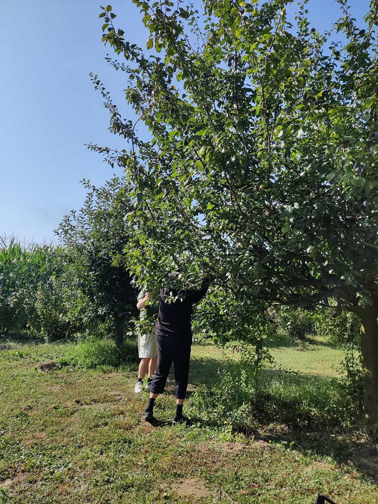 Senecura dom za starije