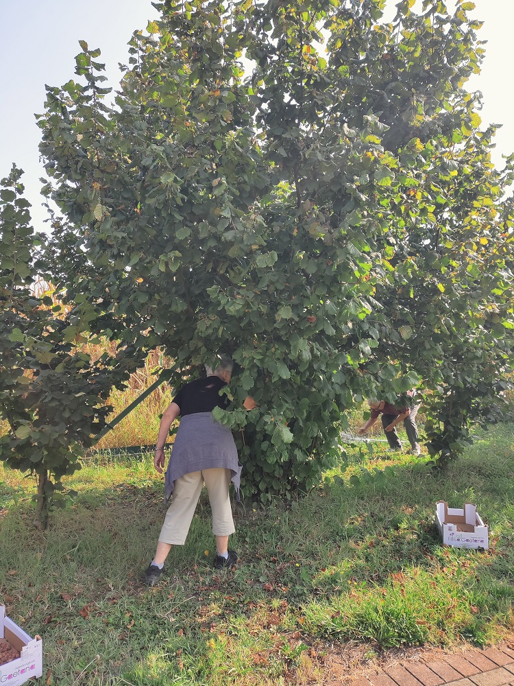 SeneCura dom za starije