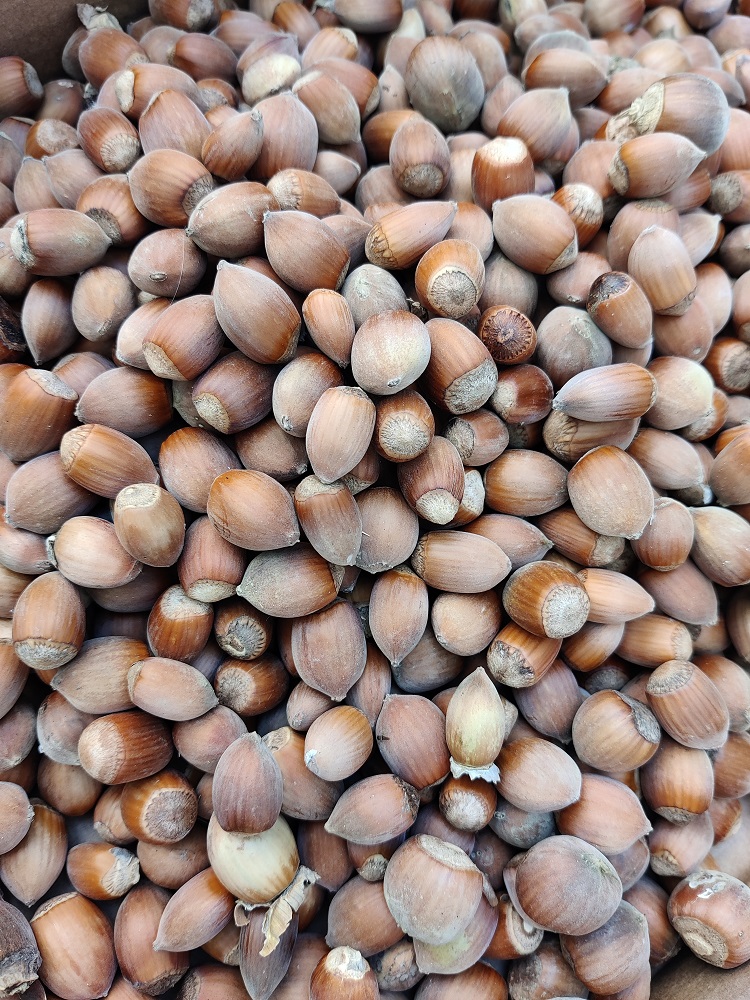 SeneCura dom za starije